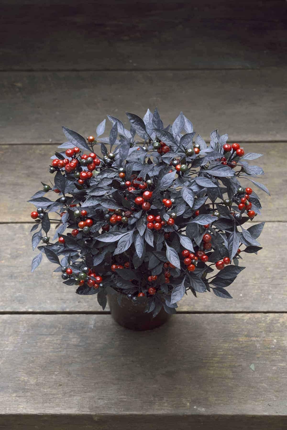 Pepper, Ornamental 'onyx Red' - View 6 from www redcrocus com