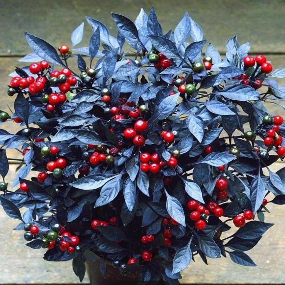 Pepper, Ornamental 'onyx Red' - View 9 from www redcrocus com