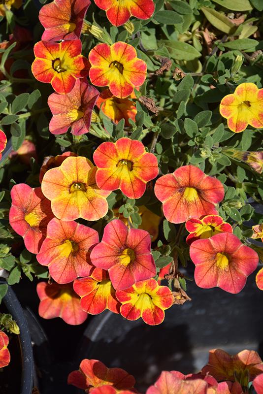 Calibrachoa 'cabaret Diva Orange' - View 1 from www redcrocus com