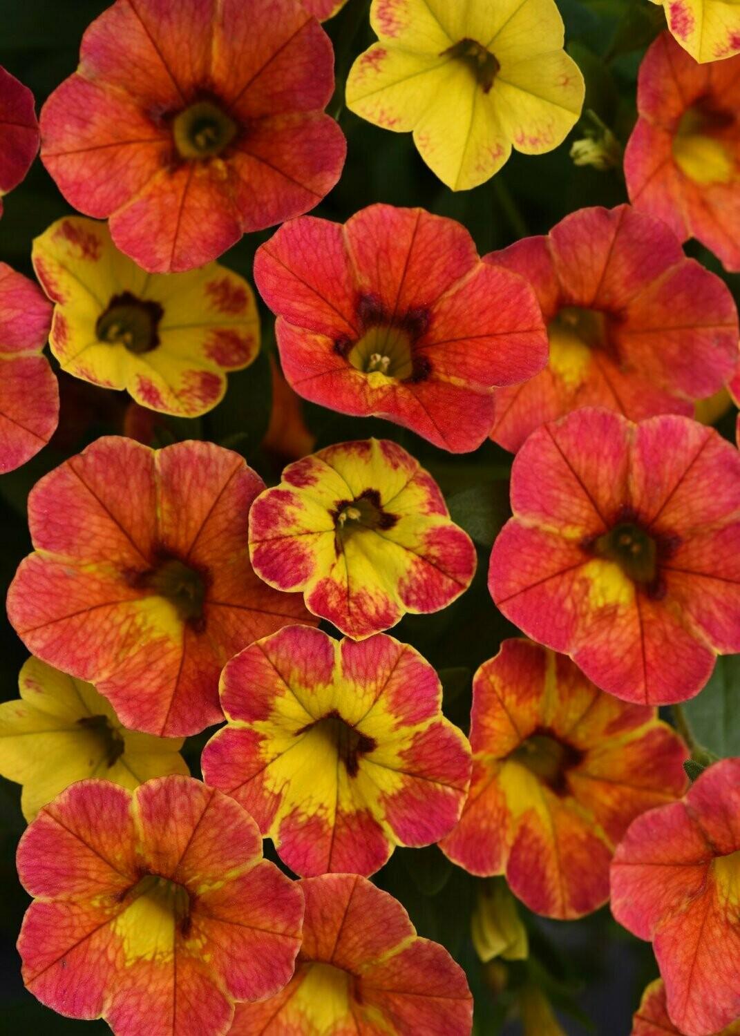 Calibrachoa 'cabaret Diva Orange' - View 2 from www redcrocus com
