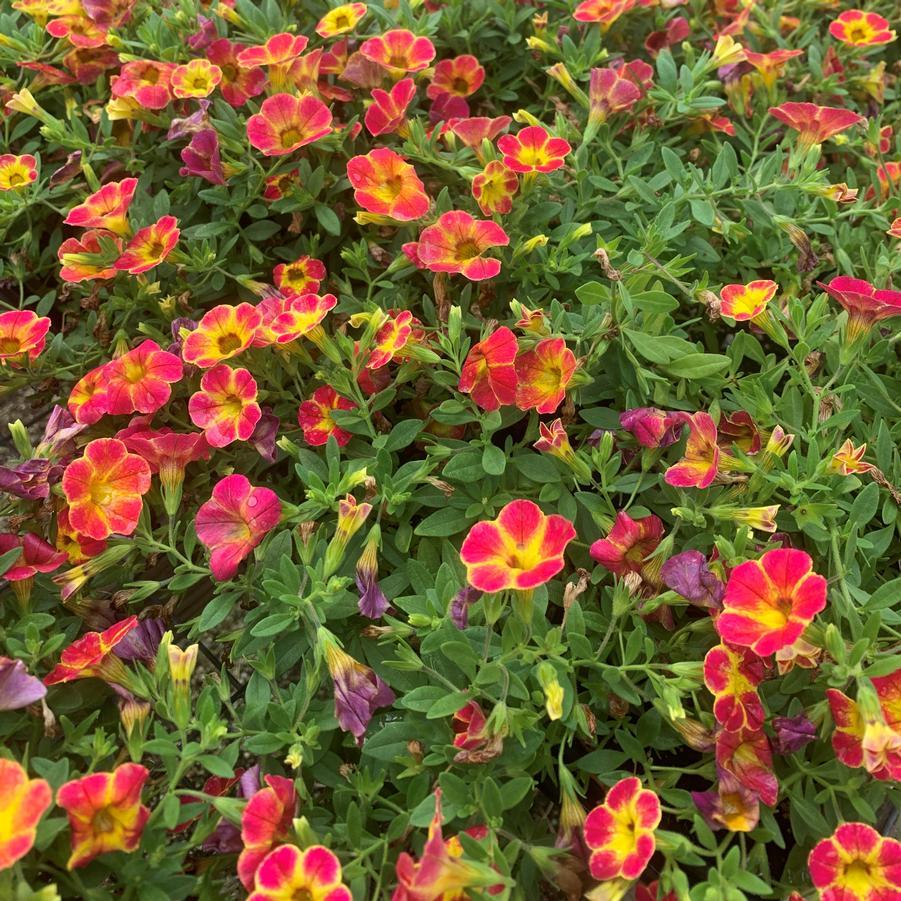 Calibrachoa 'cabaret Diva Orange' - View 3 from www redcrocus com