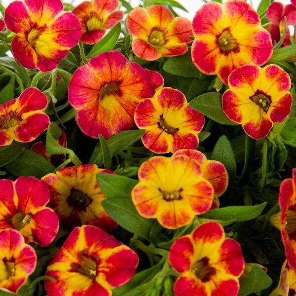 Calibrachoa 'cabaret Diva Orange' - View 4 from www redcrocus com