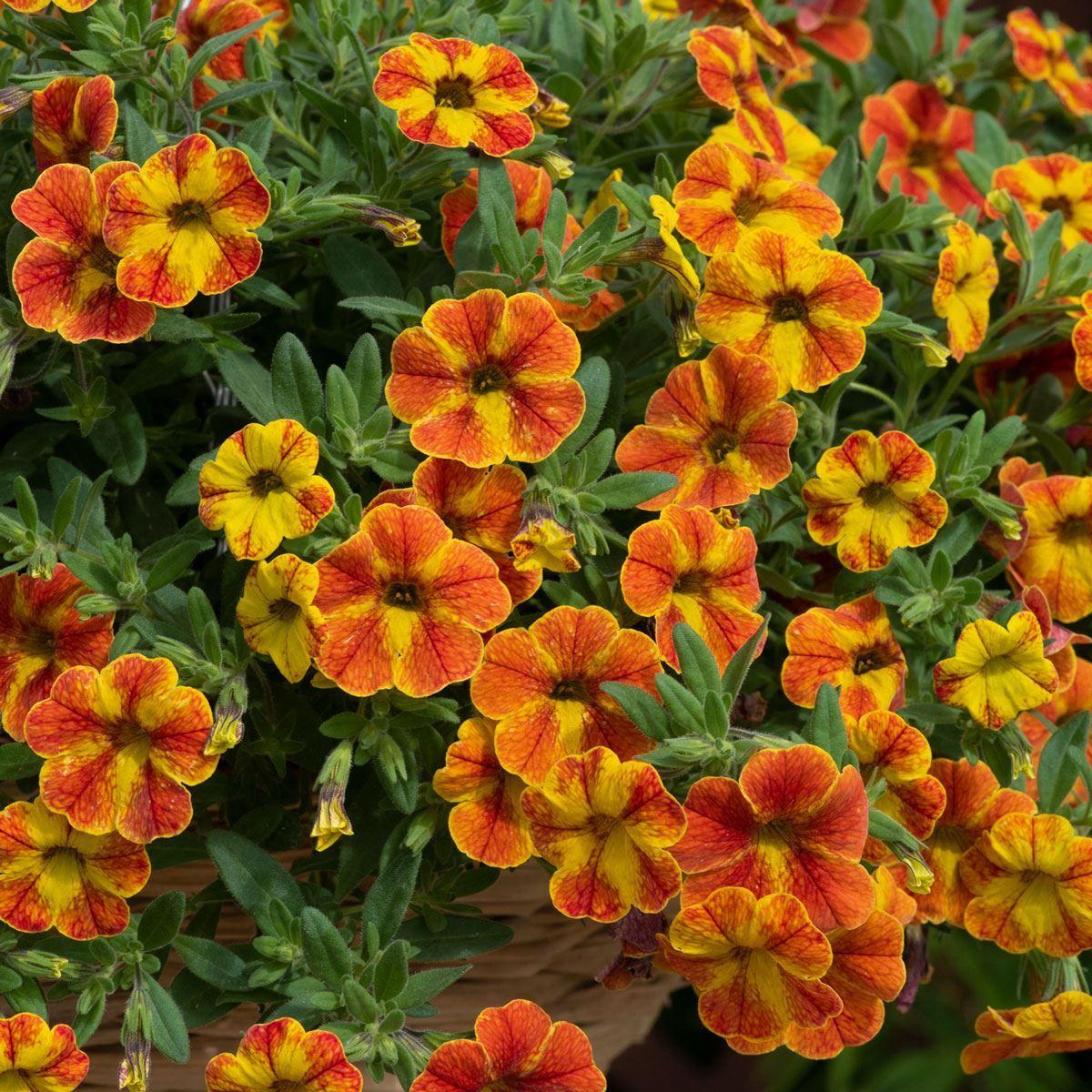 Calibrachoa 'cabaret Diva Orange' - View 5 from www redcrocus com