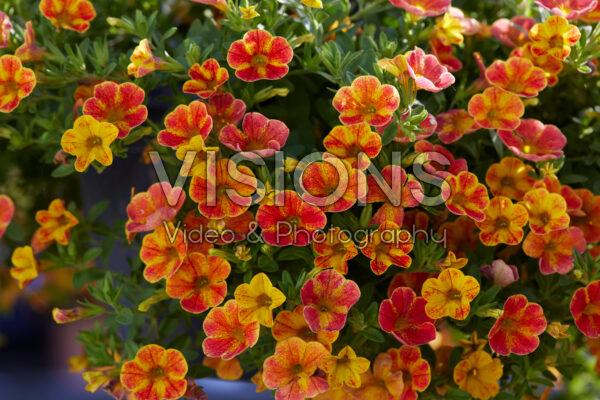 Calibrachoa 'cabaret Diva Orange' - View 7 from www redcrocus com