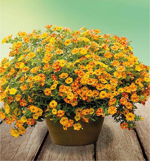 Calibrachoa 'cabaret Diva Orange' - View 8 from www redcrocus com