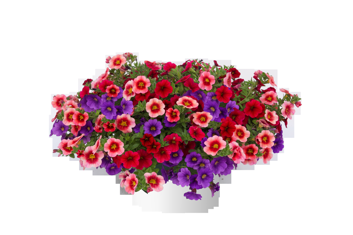 Calibrachoa 'lia Dark Red' - View 10 from www redcrocus com