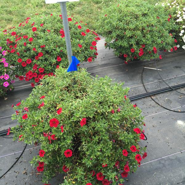 Calibrachoa 'lia Dark Red' - View 11 from www redcrocus com