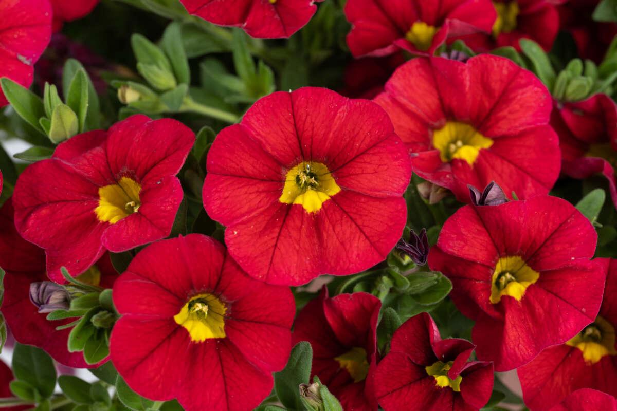 Calibrachoa 'lia Dark Red' - View 12 from www redcrocus com
