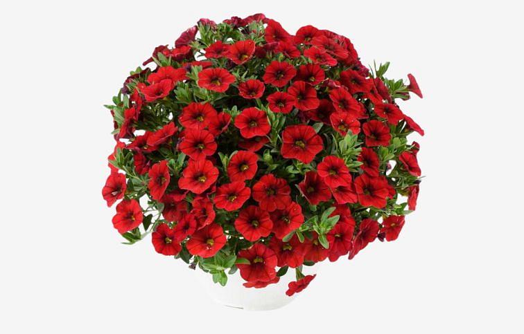 Calibrachoa 'lia Dark Red' - View 13 from www redcrocus com