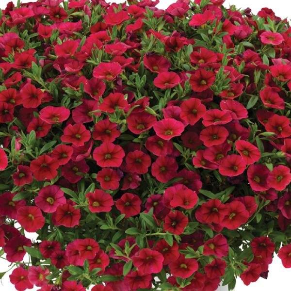 Calibrachoa 'lia Dark Red' - View 1 from www redcrocus com