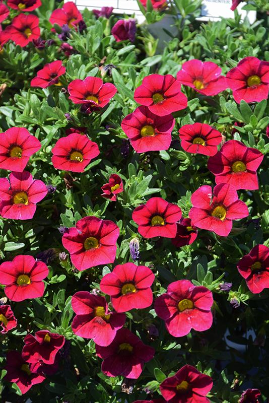 Calibrachoa 'lia Dark Red' - View 3 from www redcrocus com