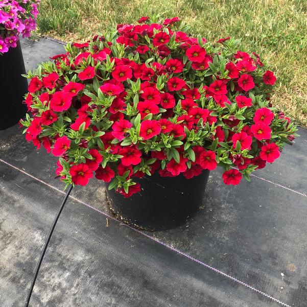Calibrachoa 'lia Dark Red' - View 5 from www redcrocus com