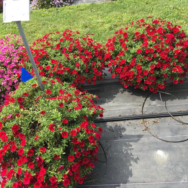 Calibrachoa 'lia Dark Red' - View 6 from www redcrocus com