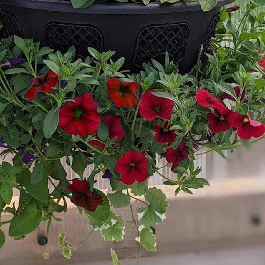 Calibrachoa 'lia Dark Red' - View 7 from www redcrocus com