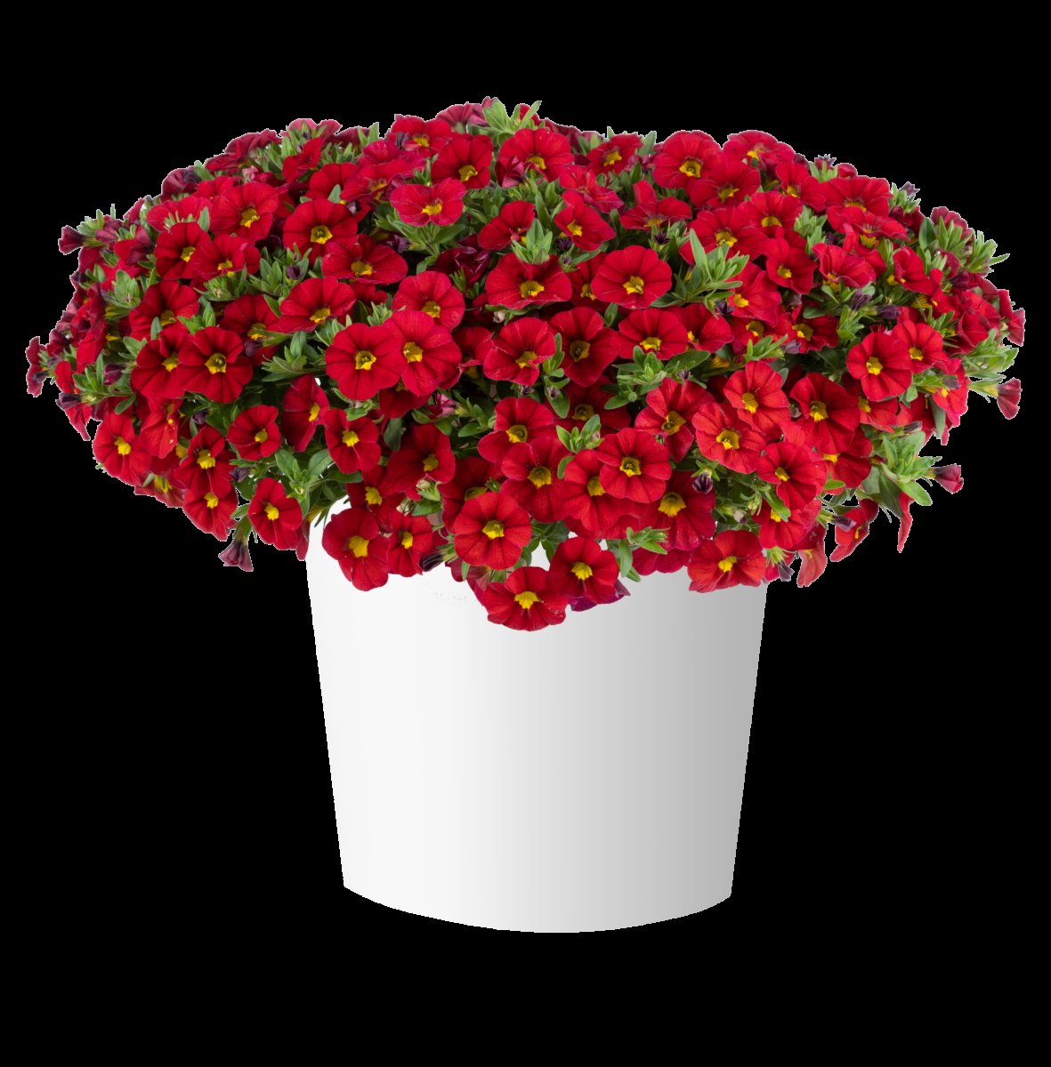 Calibrachoa 'lia Dark Red' - View 8 from www redcrocus com