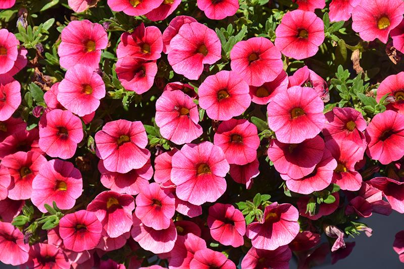 Calibrachoa 'lia Dark Red' - View 9 from www redcrocus com