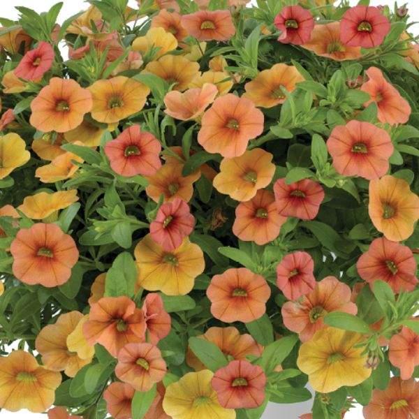 Calibrachoa 'lia Melon' - View 3 from www redcrocus com