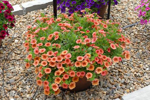 Calibrachoa 'lia Melon' - View 7 from www redcrocus com