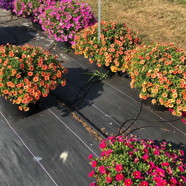 Calibrachoa 'lia Melon' - View 9 from www redcrocus com
