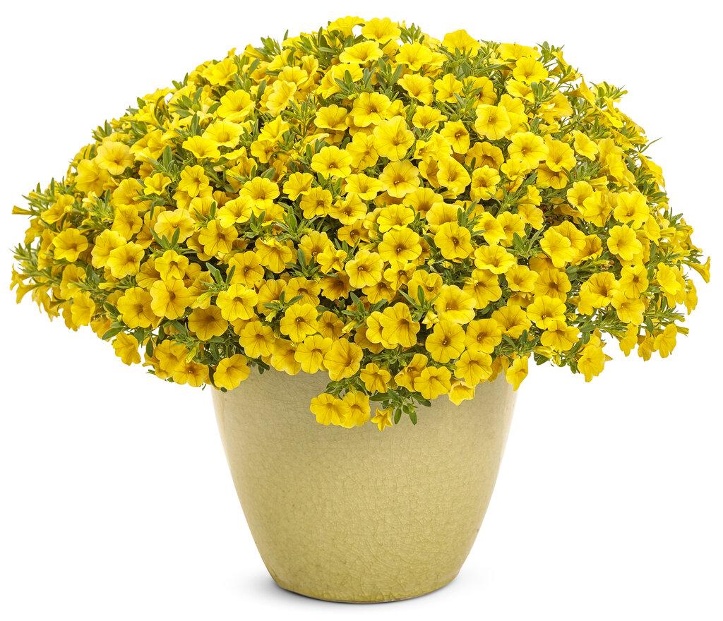 Calibrachoa 'lia Yellow' - View 10 from www redcrocus com