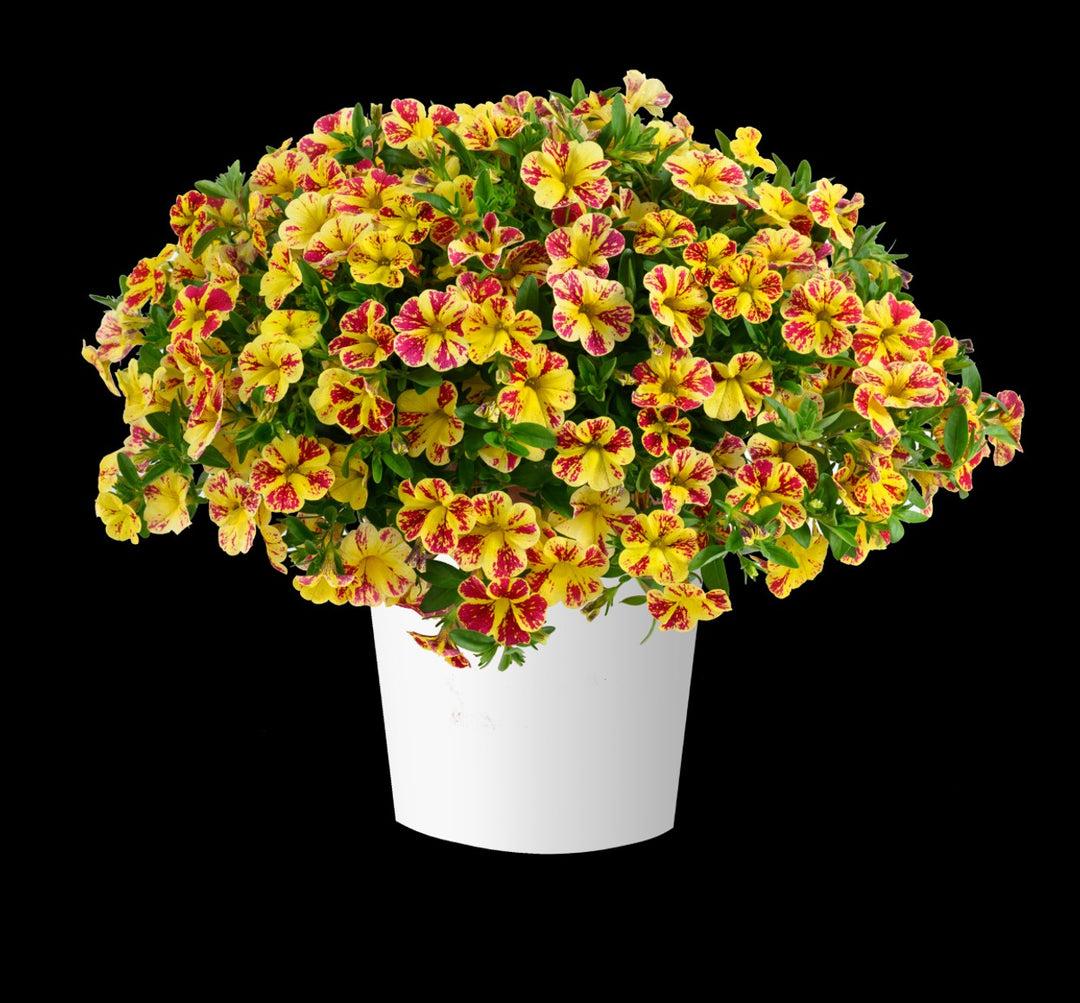 Calibrachoa 'lia Yellow' - View 12 from www redcrocus com