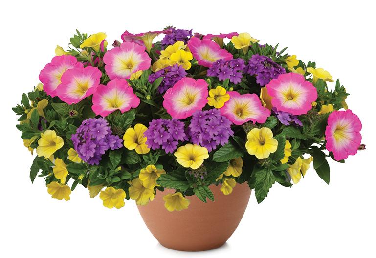 Calibrachoa 'lia Yellow' - View 8 from www redcrocus com
