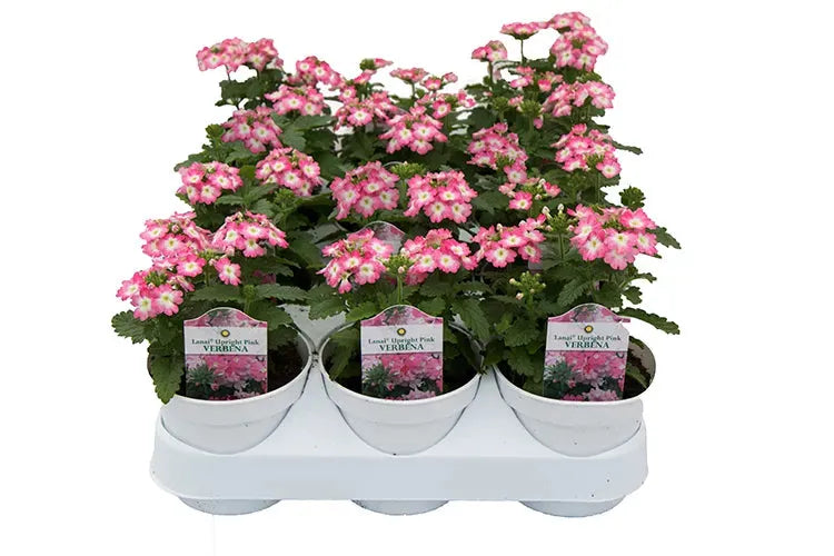 Calibrachoa 'cabaret Sky Blue' - View 10 from www redcrocus com