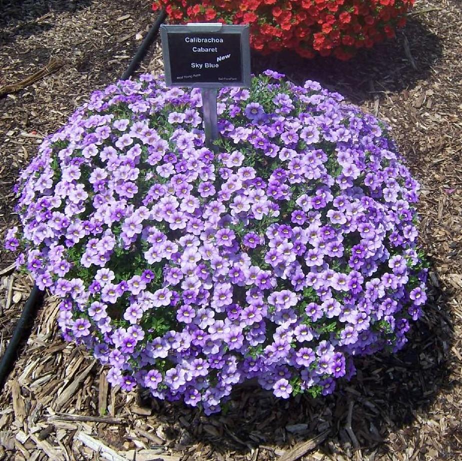 Calibrachoa 'cabaret Sky Blue' - View 1 from www redcrocus com