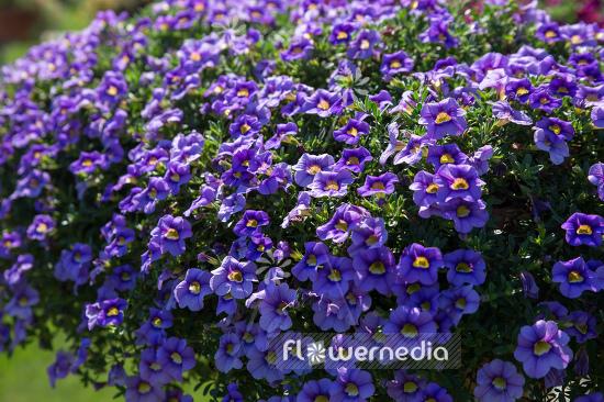 Calibrachoa 'cabaret Sky Blue' - View 2 from www redcrocus com