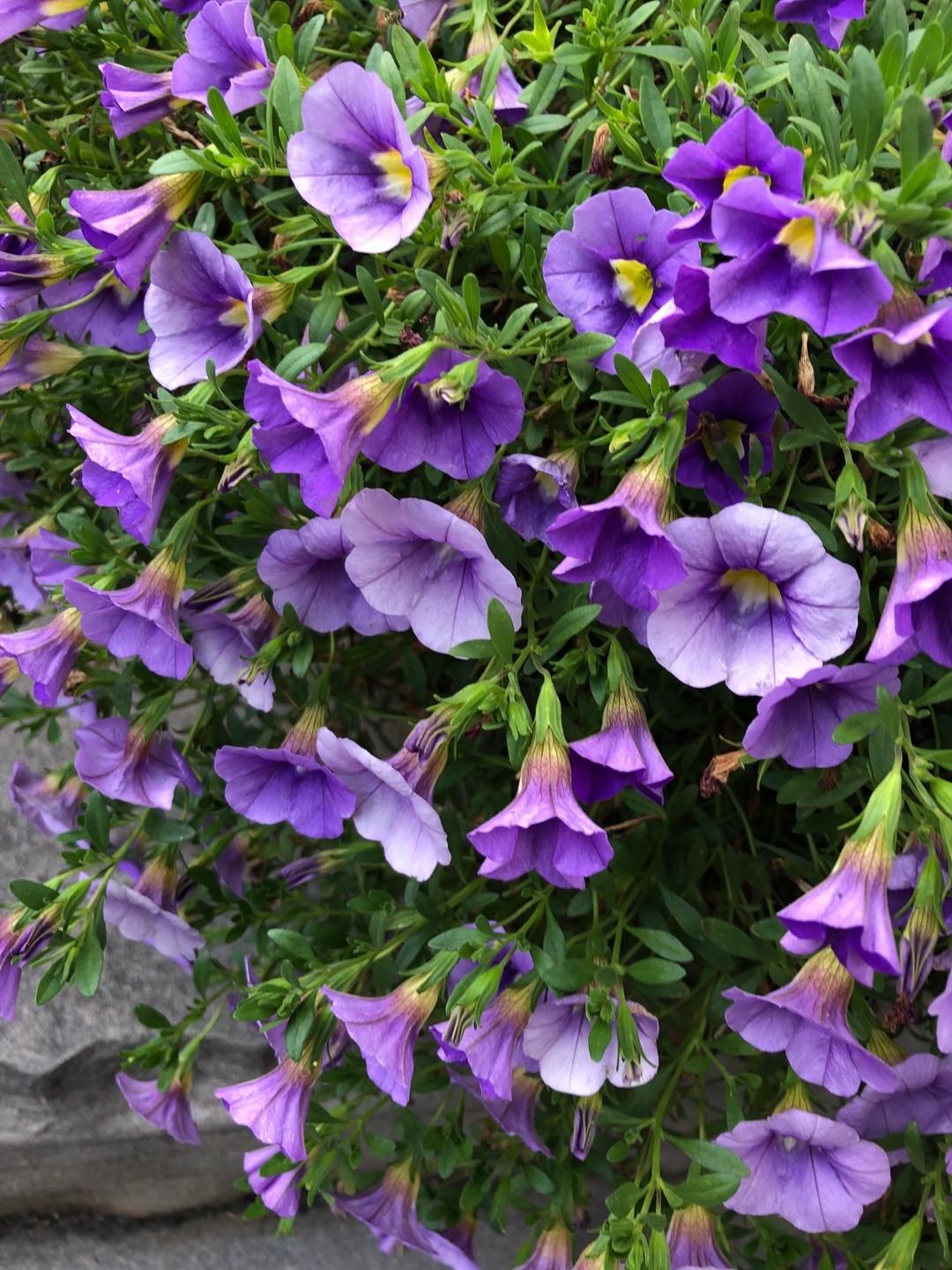 Calibrachoa 'cabaret Sky Blue' - View 3 from www redcrocus com