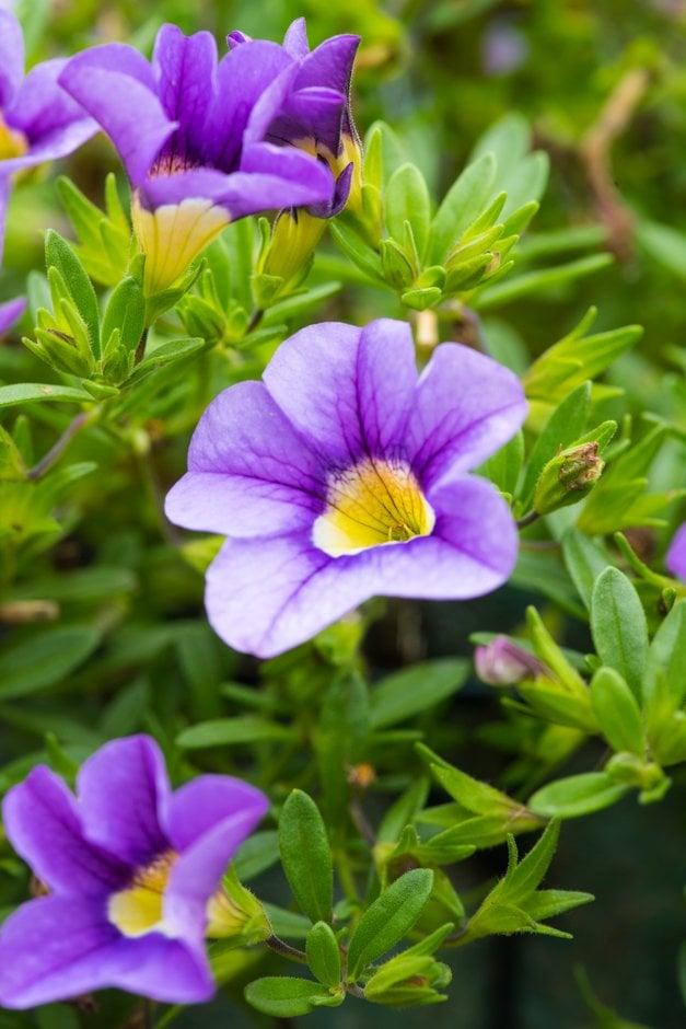 Calibrachoa 'cabaret Sky Blue' - View 4 from www redcrocus com