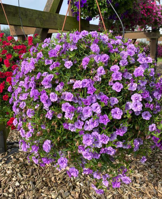 Calibrachoa 'cabaret Sky Blue' - View 5 from www redcrocus com