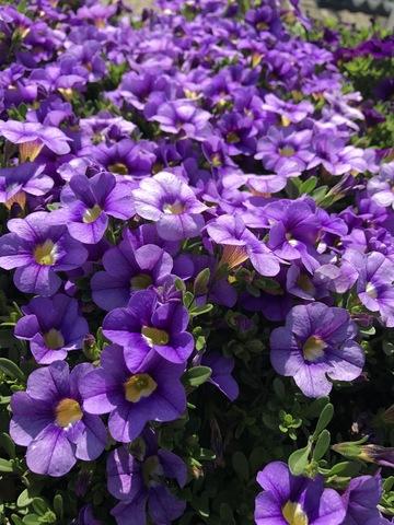 Calibrachoa 'cabaret Sky Blue' - View 6 from www redcrocus com