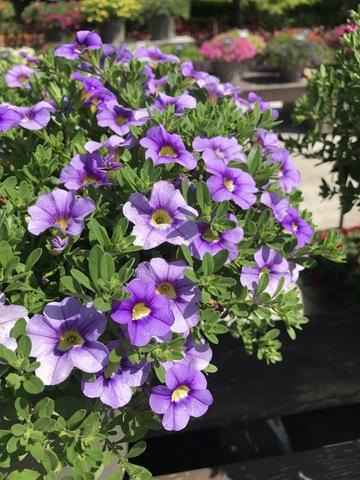 Calibrachoa 'cabaret Sky Blue' - View 7 from www redcrocus com
