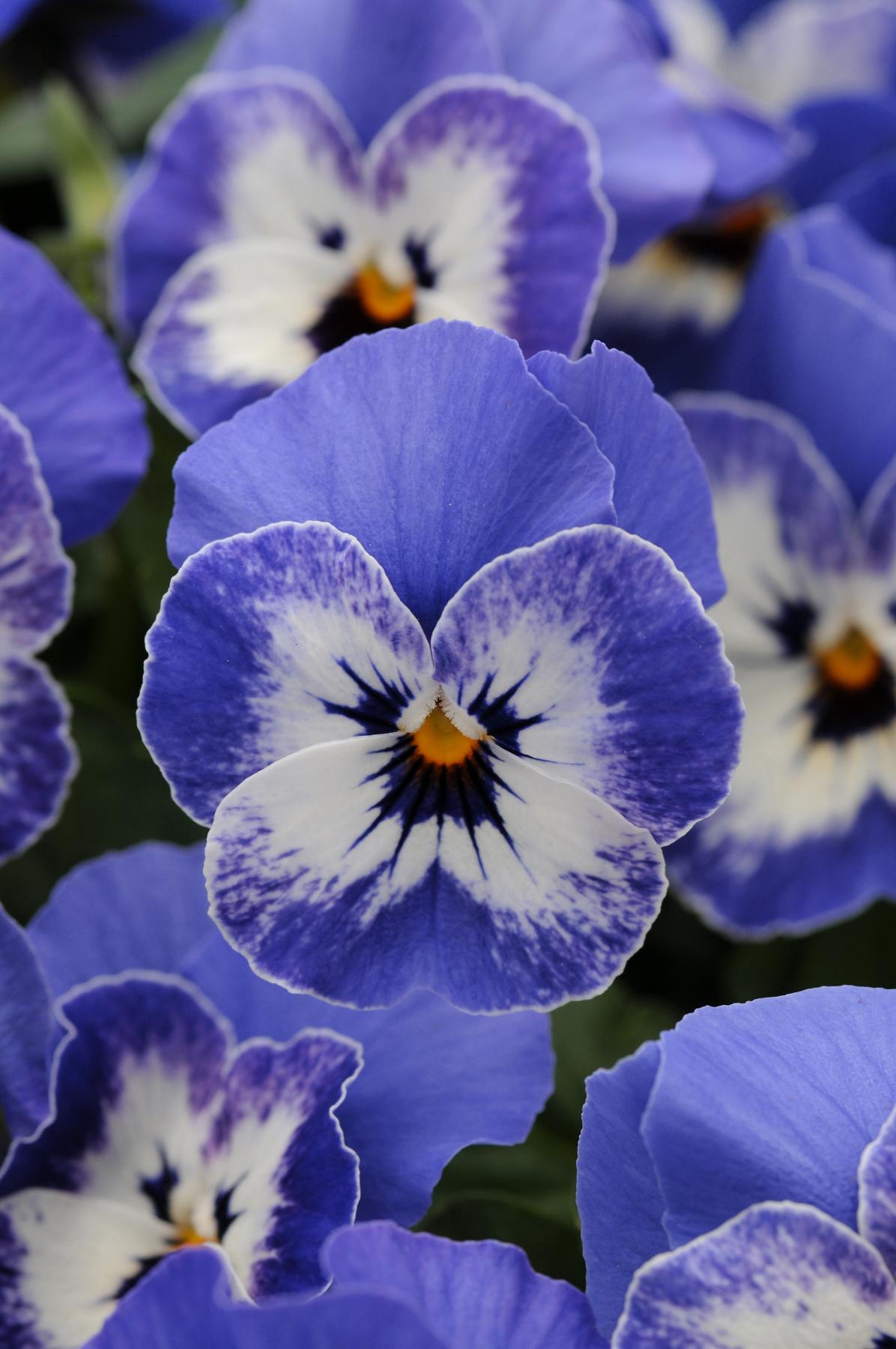 Viola Cornuta 'sorbet Xp Blue Blotch' - View 4 from www redcrocus com