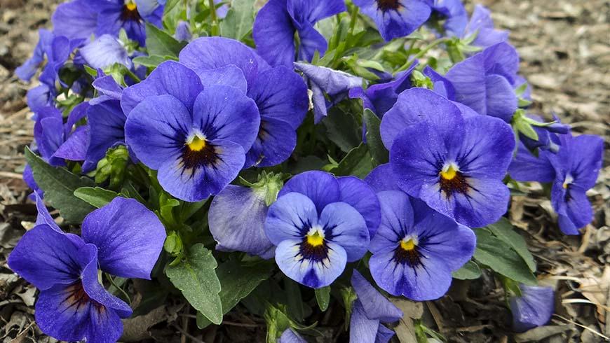 Viola Cornuta 'sorbet Xp Blue Blotch' - View 8 from www redcrocus com