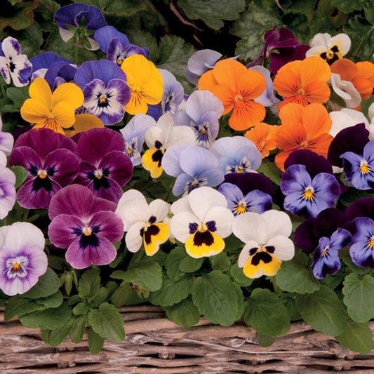 Viola 'sorbet Xp Harvest Mix' - View 15 from www redcrocus com