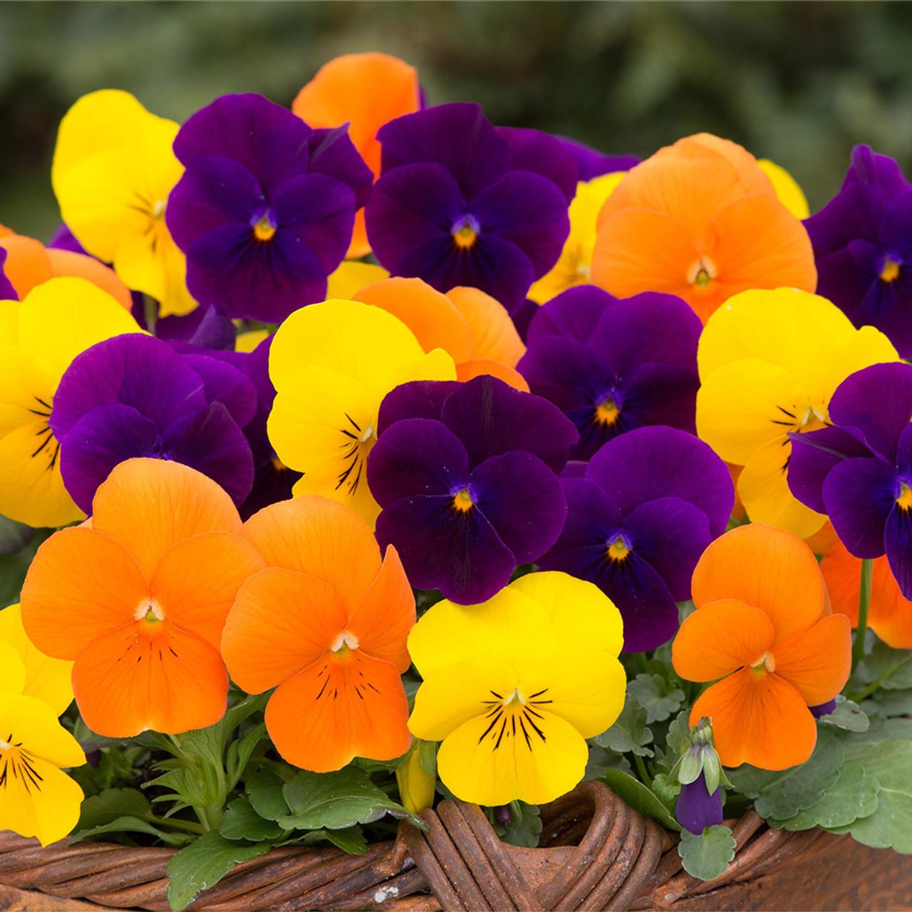 Viola 'sorbet Xp Harvest Mix' - View 18 from www redcrocus com