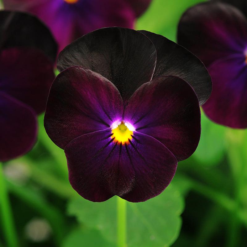Viola 'sorbet Xp Harvest Mix' - View 19 from www redcrocus com
