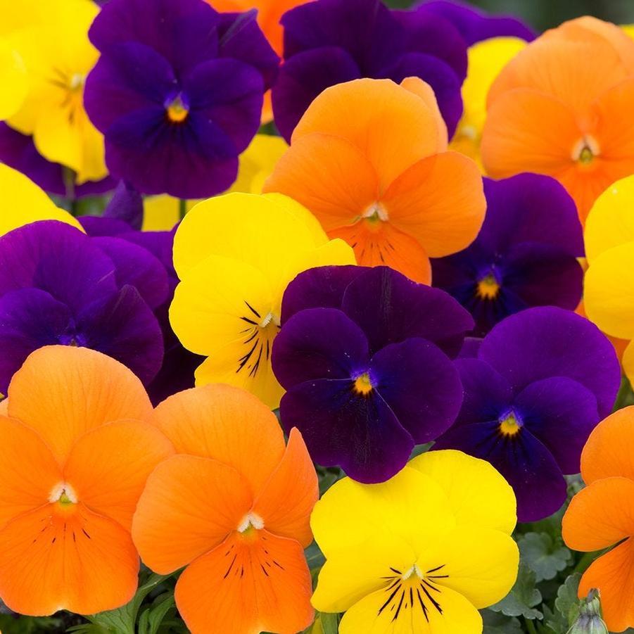 Viola 'sorbet Xp Harvest Mix' - View 1 from www redcrocus com