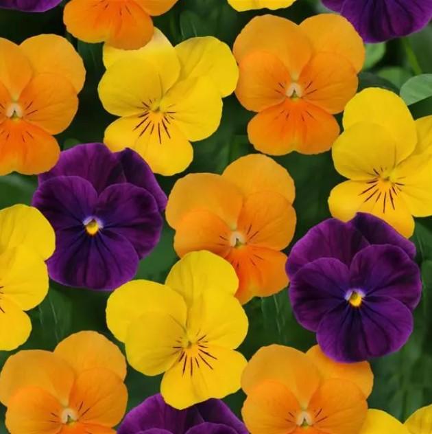 Viola 'sorbet Xp Harvest Mix' - View 4 from www redcrocus com