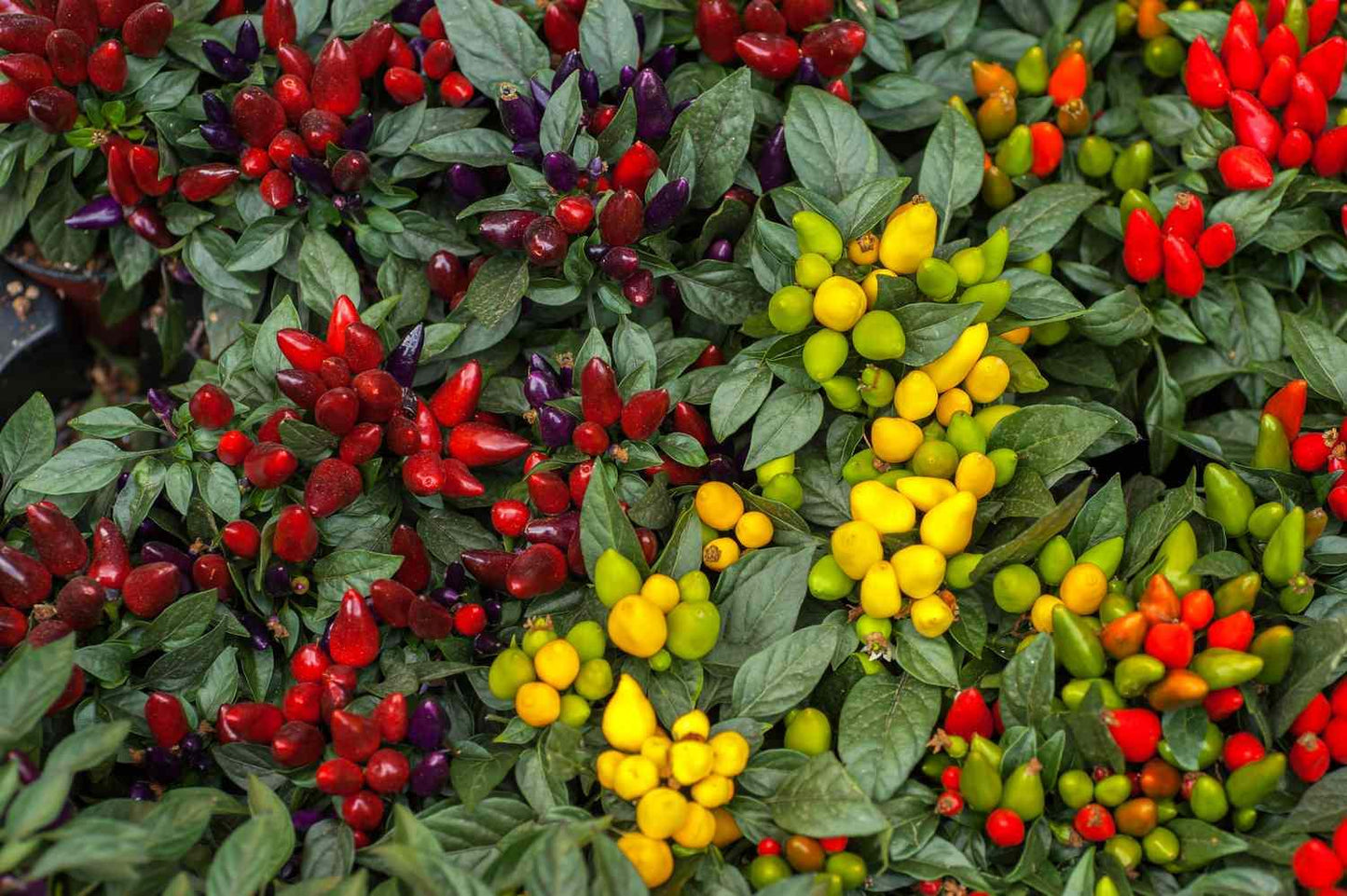 Pepper, Ornamental 'joker' - View 15 from www redcrocus com