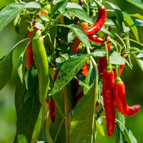 Pepper, Ornamental 'joker' - View 16 from www redcrocus com