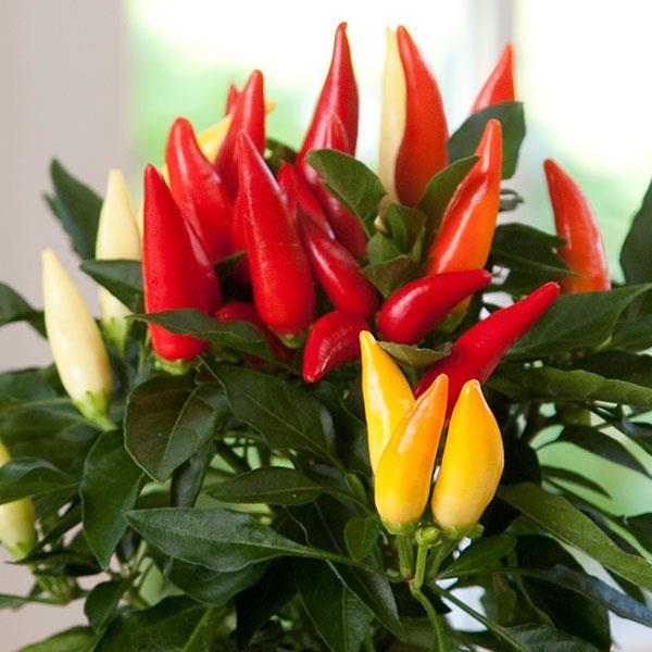 Pepper, Ornamental 'joker' - View 3 from www redcrocus com