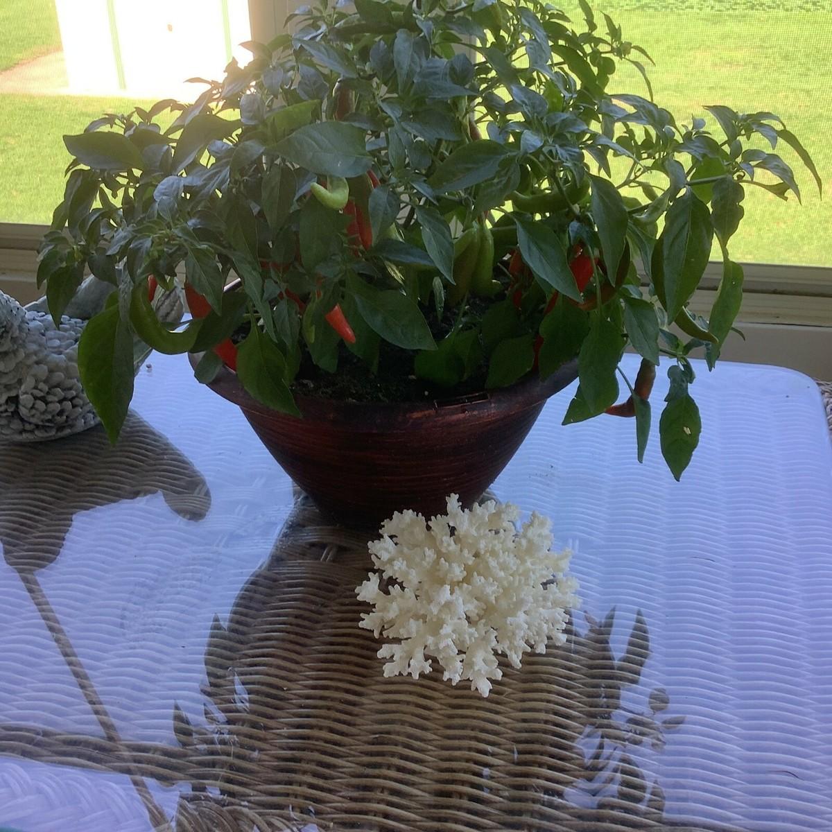 Pepper, Ornamental 'joker' - View 4 from www redcrocus com