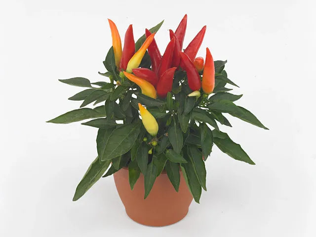 Pepper, Ornamental 'joker' - View 5 from www redcrocus com
