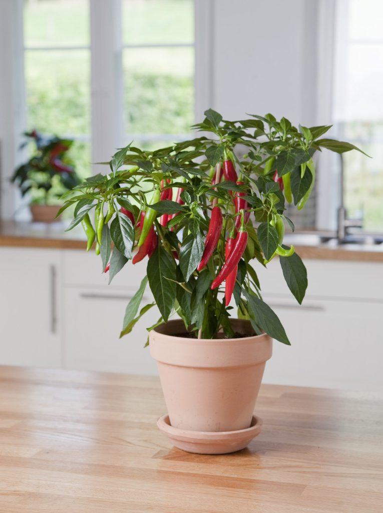 Pepper, Ornamental 'joker' - View 6 from www redcrocus com