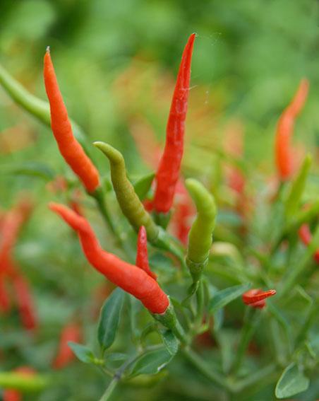Pepper, Ornamental 'joker' - View 8 from www redcrocus com