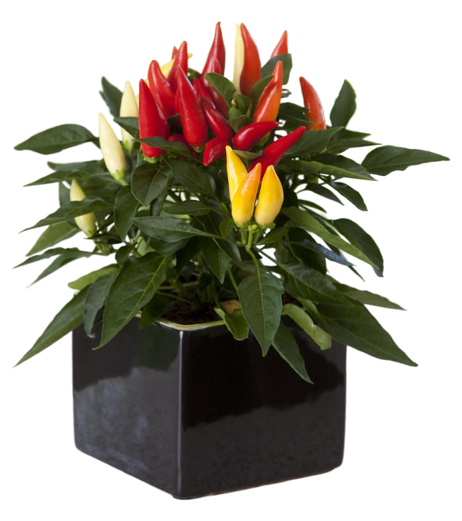Pepper, Ornamental 'joker' - View 9 from www redcrocus com