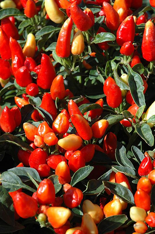 Pepper, Ornamental 'cupala' - View 11 from www redcrocus com